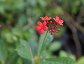 花卉营养土的奥秘与江汉区苗木花卉批发市场的探索花土里有什么菌