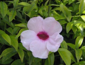 昆明花卉拍卖交易与青海春节花卉基地探秘昆明花卉拍卖市场